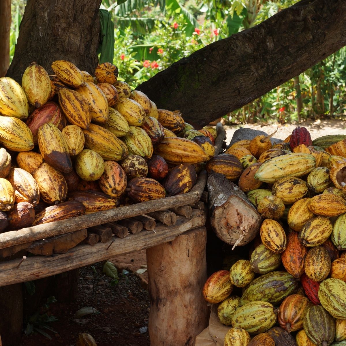 cacao éthique de République Dominicaine