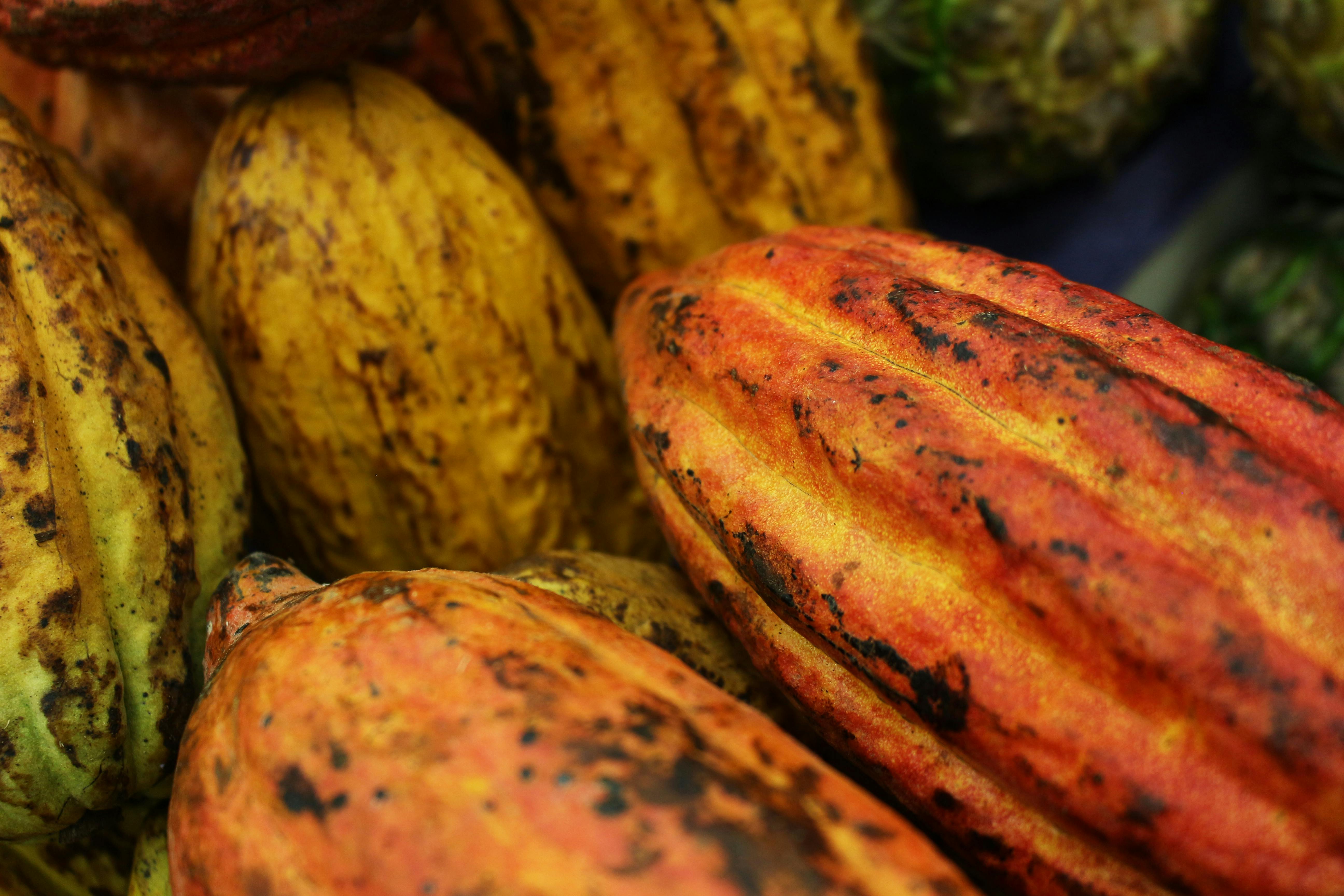 Puerto Cacao et la hausse des cours du cacao ...